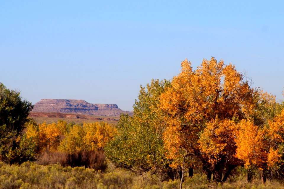 Cottonwood (Populus sp) in Autumn