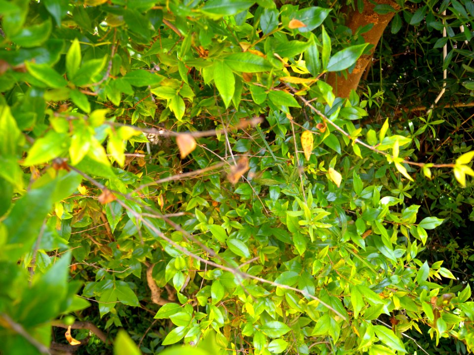 DSCN1440