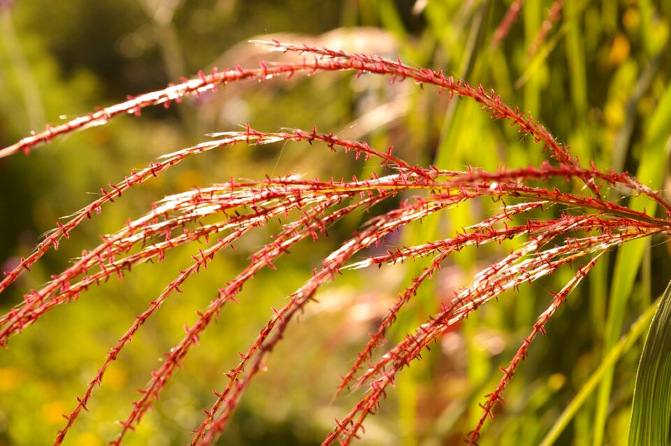 Green nature grass