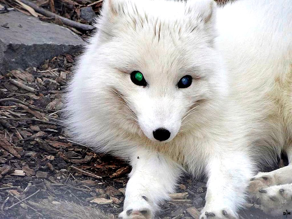 White Fox