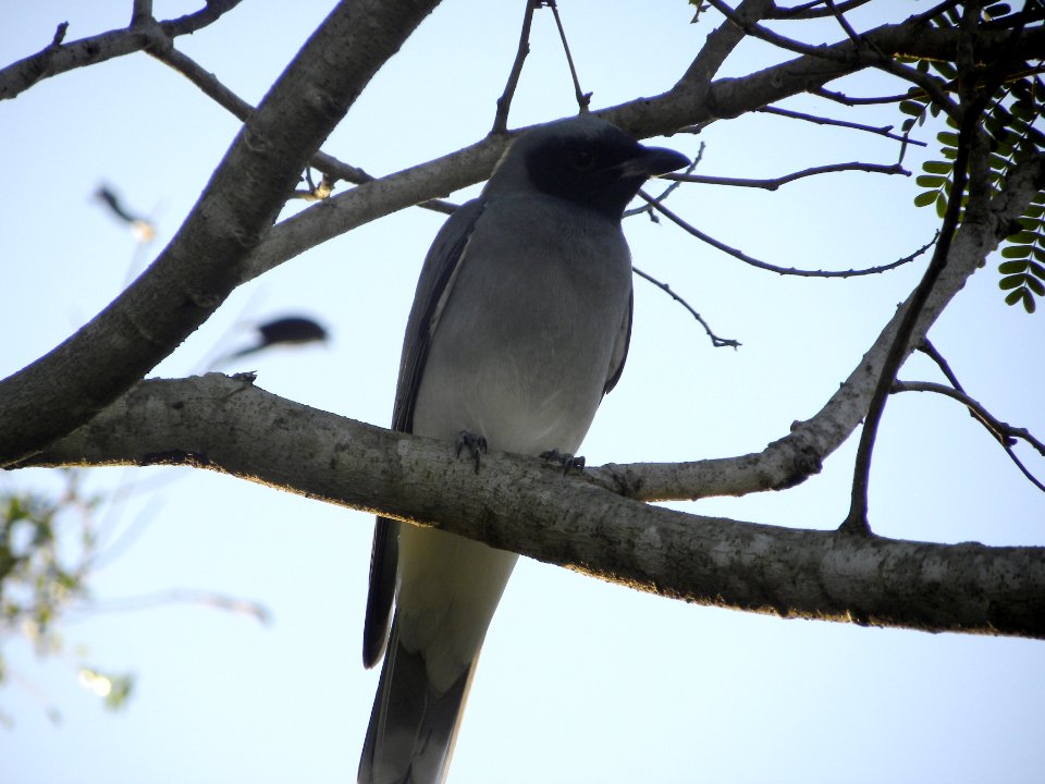Black-faced Cuckoo-shrike (Coracina novaehollandiae)