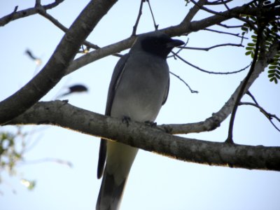 Black-faced Cuckoo-shrike (Coracina novaehollandiae)