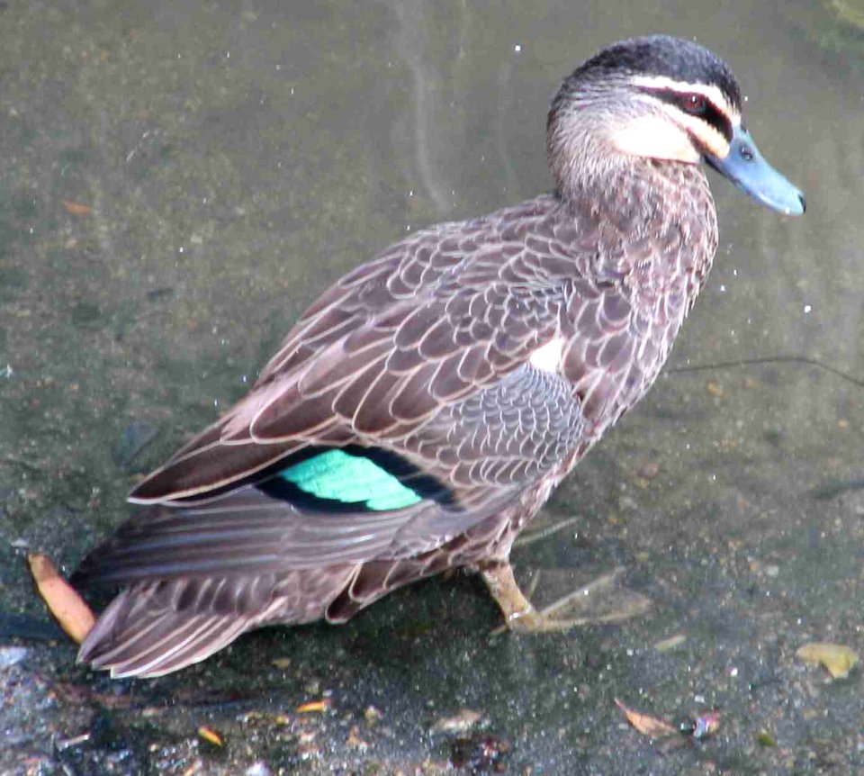 Pacific Black Duck photo