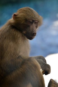 baboon