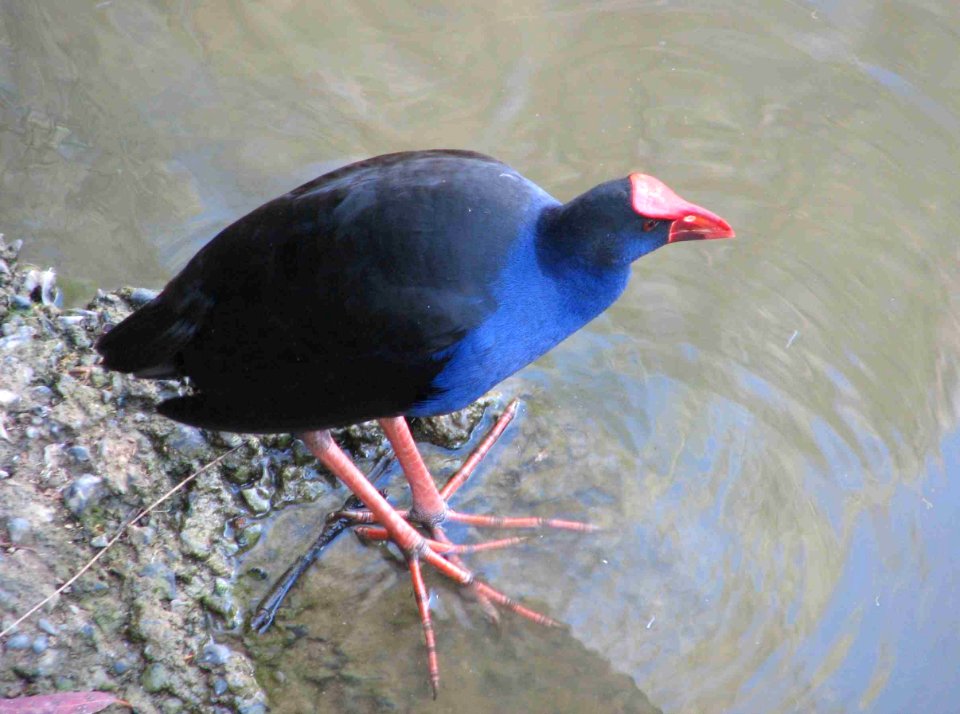 Purple Swamphen