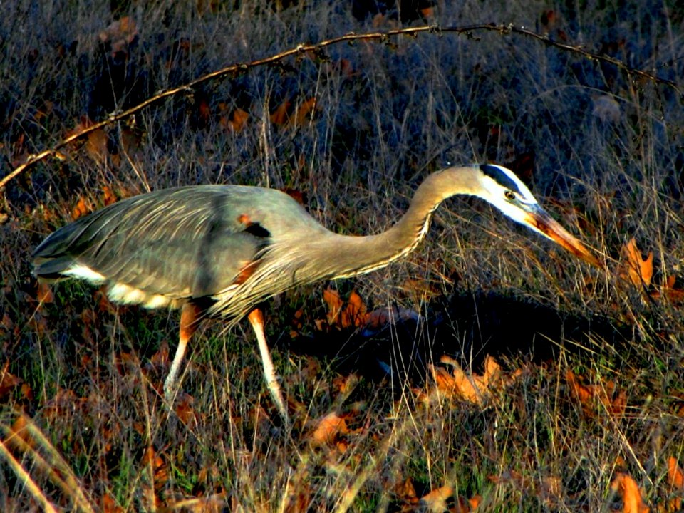Blue Heron in Canyon