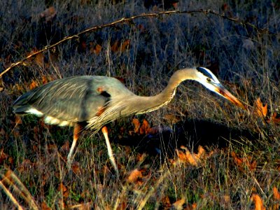 Blue Heron in Canyon