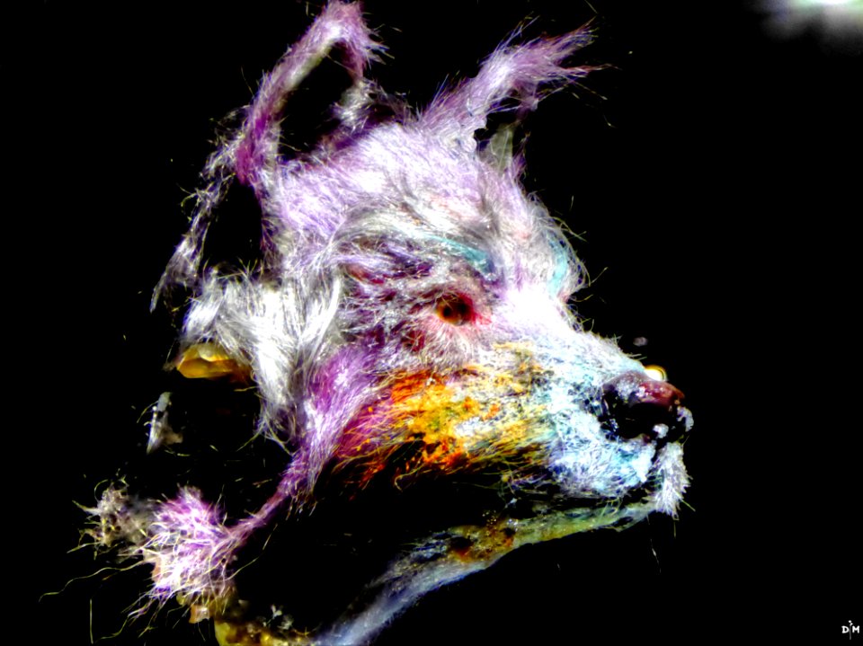 Werewolf Head