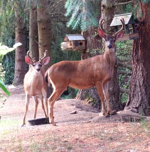 Big and medium sized buck