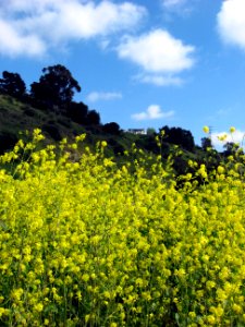 My Yellow Mustard Grass Heaven photo