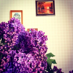 Plant bloom purple flowers