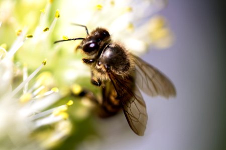 Honey bee's afternoon tea