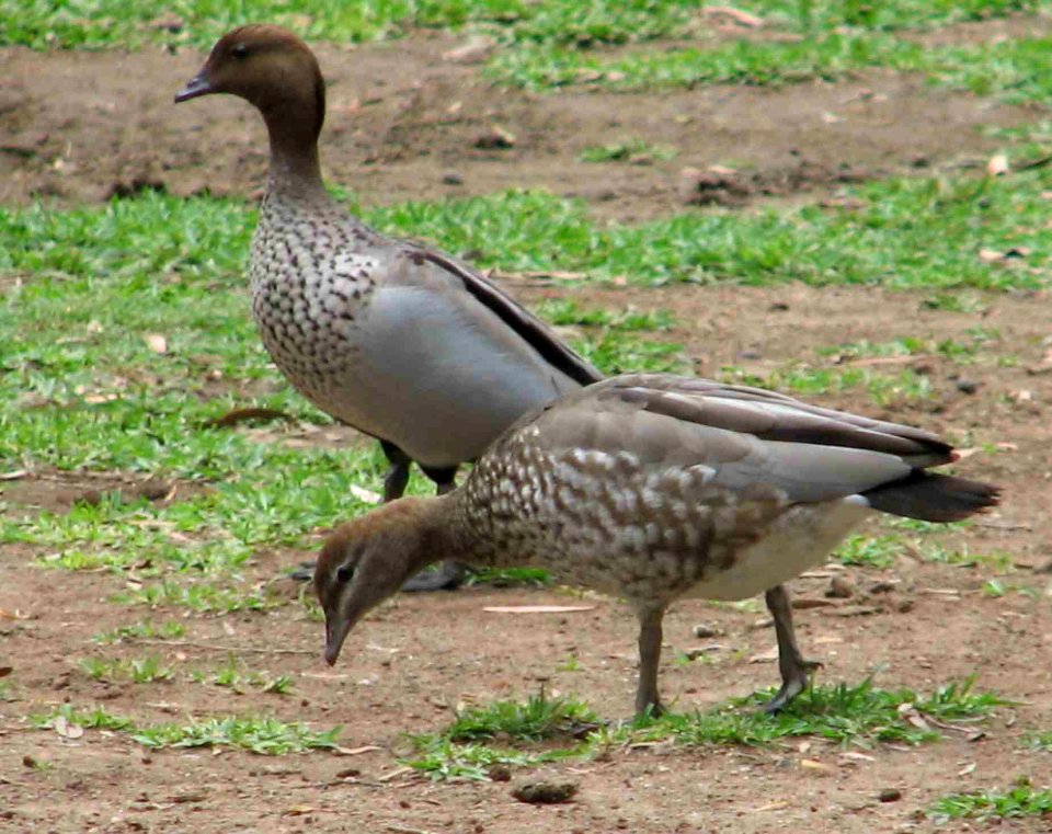 Wood or Maned Duck