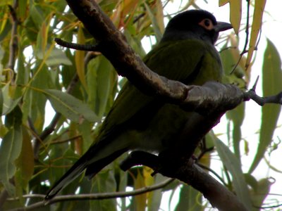 Australasian Figbird (Male) photo