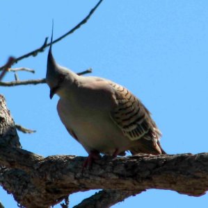 Crested Pigeon photo