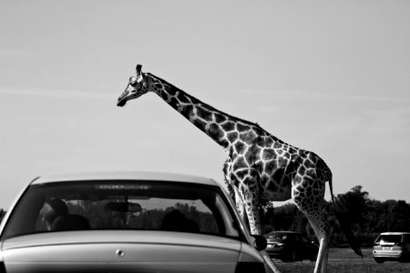 Giraffe and cars
