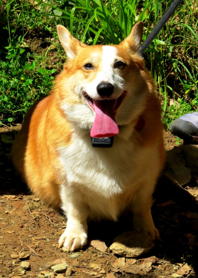 Furry face happiness