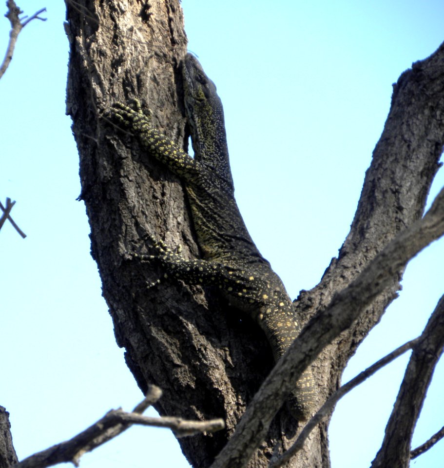 Lace Monitor or Goanna (Varanus varius)