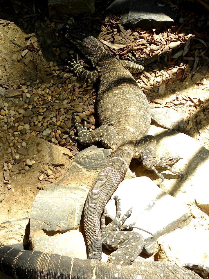 Lace Monitor or Goanna (Varanus varius)