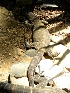 Lace Monitor or Goanna (Varanus varius) photo