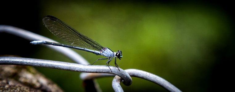 Damselfly @ Manyueyuan National Forest Recreation Area