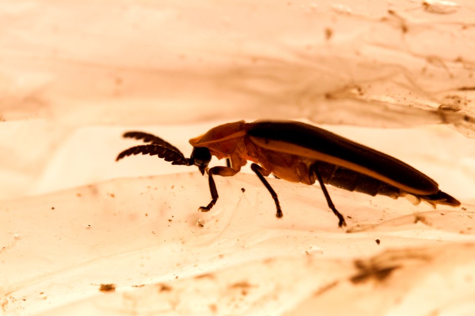 Firefly without fire