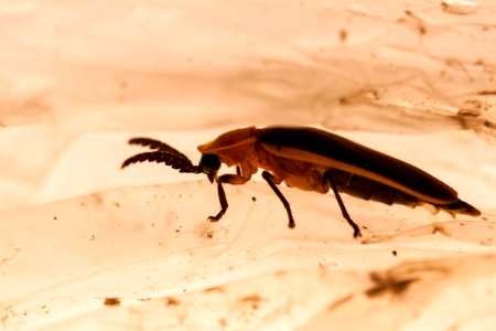 Firefly without fire