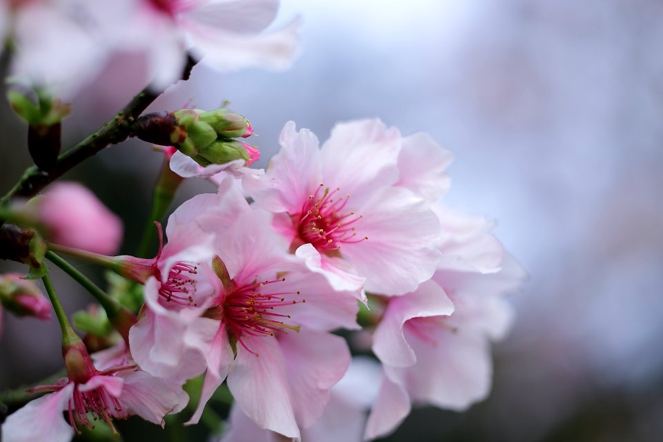 Contax Carl Zeiss S-Planar T* 60mm f/2.8 AEG