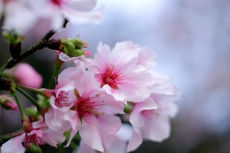 Contax Carl Zeiss S-Planar T* 60mm f/2.8 AEG