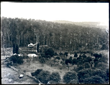 Mr [Peattie's] place, Cardiff, NSW, 1 February, 1899