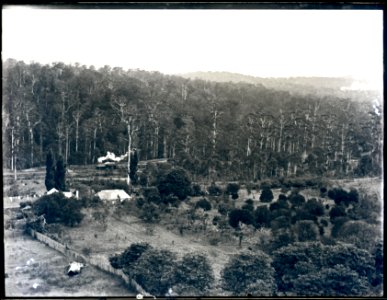 Mr [Peattie's] place, Cardiff, NSW, 1 February, 1899 photo