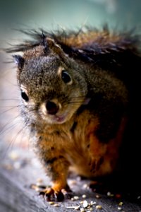 Squirrel photo