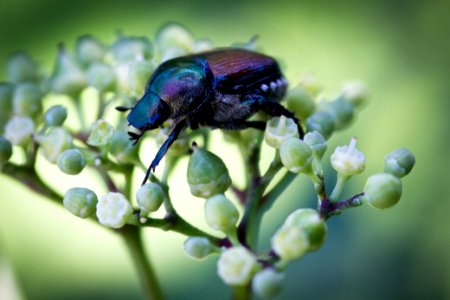 Japanese Beetle photo