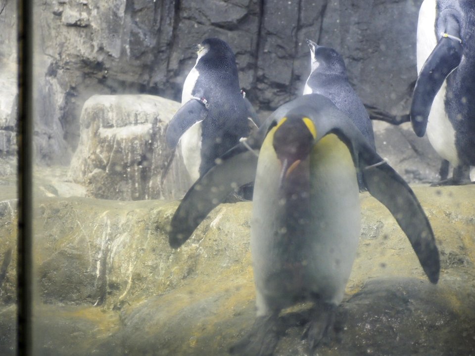 Penguins [4280003]