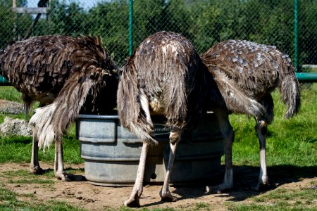 Ostrich photo