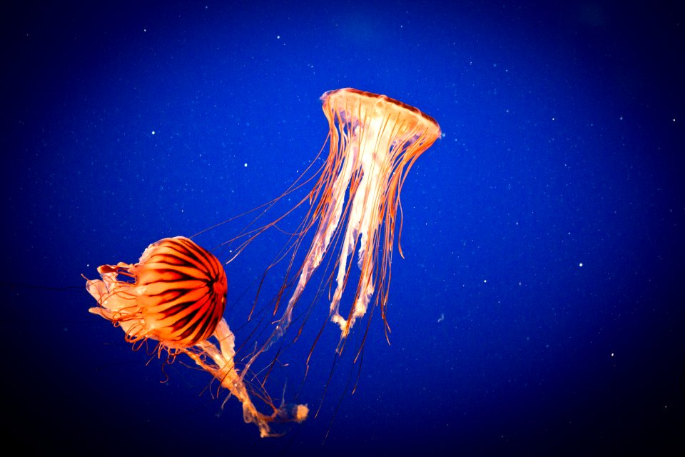 Jellyfish