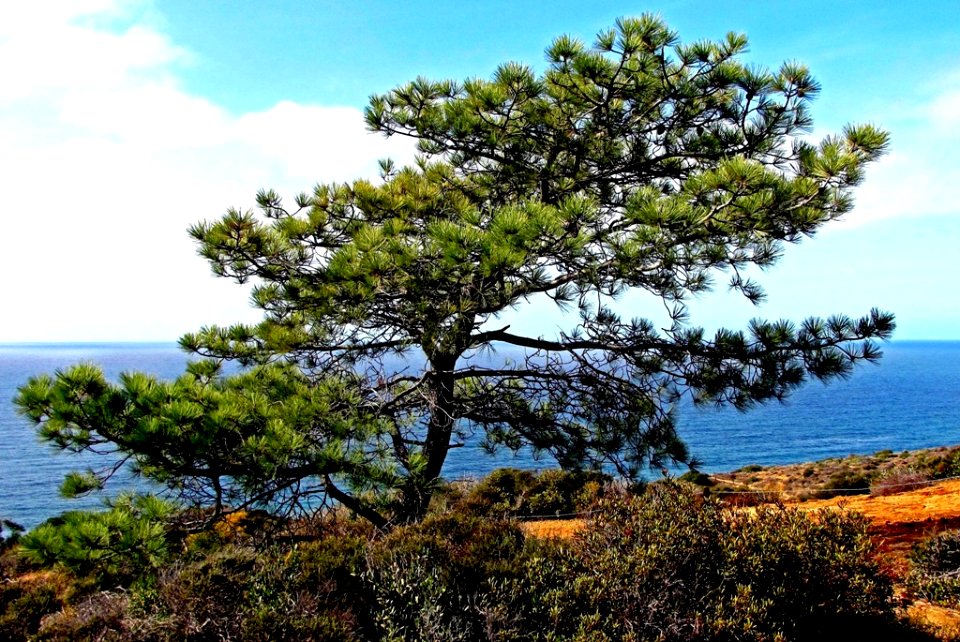 Torrey Pine, A Pacific View