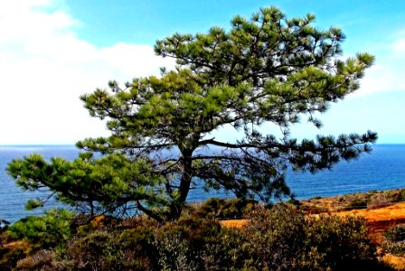 Torrey Pine, A Pacific View photo