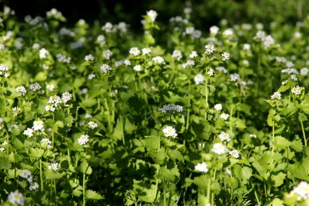 Garlic mustard (Alliaria petiolata)