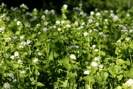 Garlic mustard (Alliaria petiolata) photo