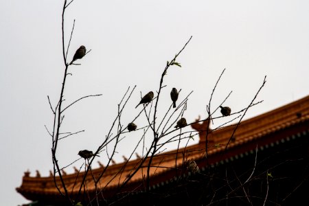 CKS Memorial Hall 中正紀念堂