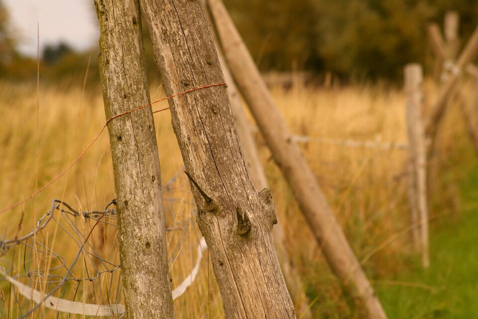 Nature meadow grasses