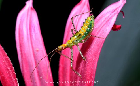 -HEMIPTERO  Leptoglossus occidentalis en un estadio de larva...desarrollando sus alas.botanico THAYS Argentina.