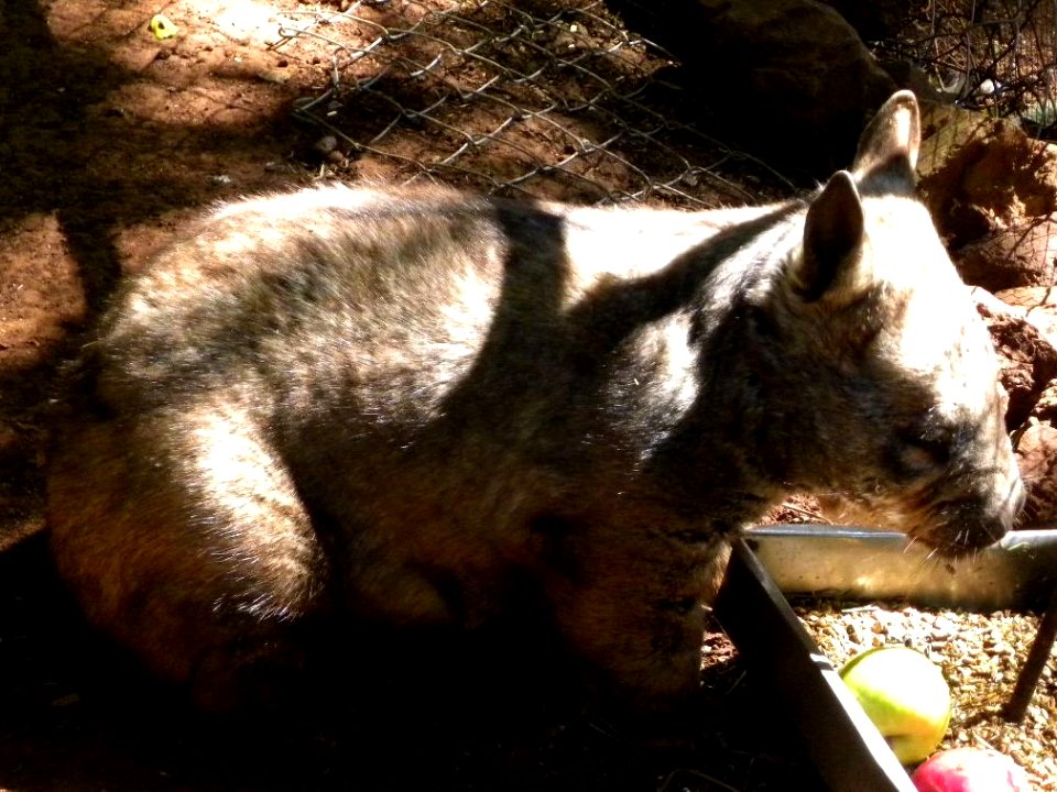 Wombat (Vombatus ursinus)