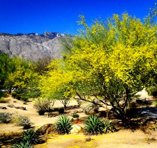 Palo Verde Blooms, Palm Springs, California photo