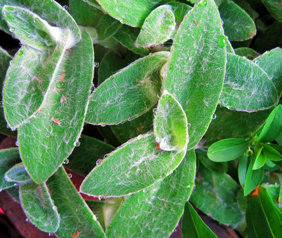 Leaves drops water