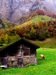 Swiss Cows in Valley, Grindelwald photo