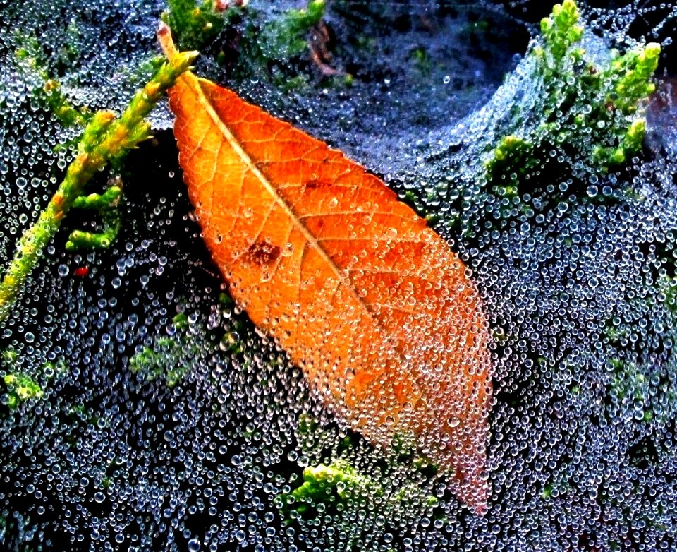 Bathing in Dew