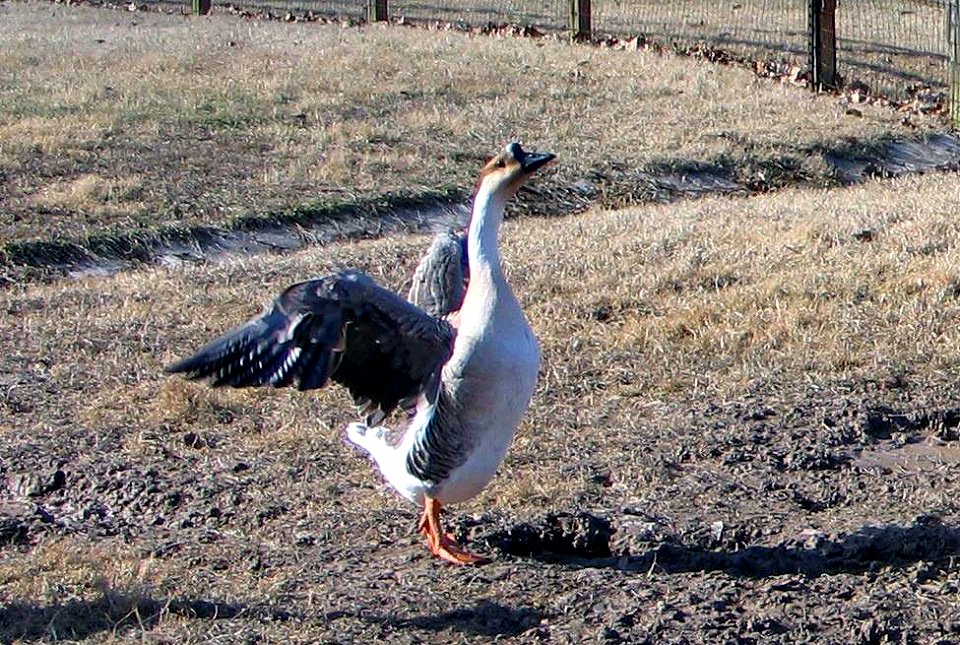 Suson Farms - January