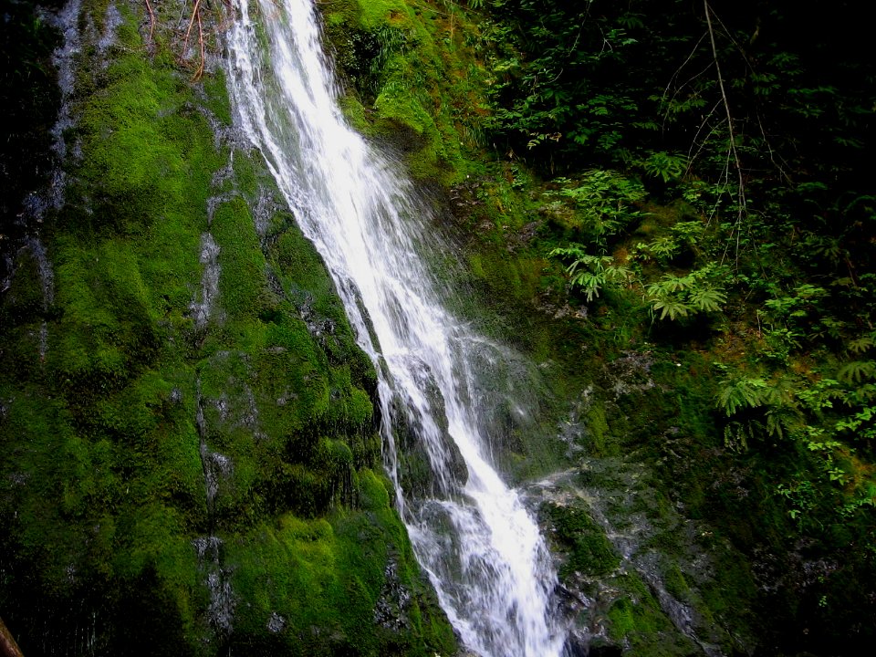 Green Paradise, Olympic National Park, Washington State